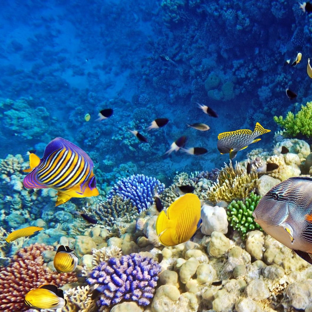 Best Snorkelling Spots in Australia: A State-by-State Guide