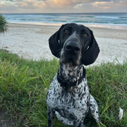 Dog-Friendly Beaches in Australia: A State-by-State Guide
