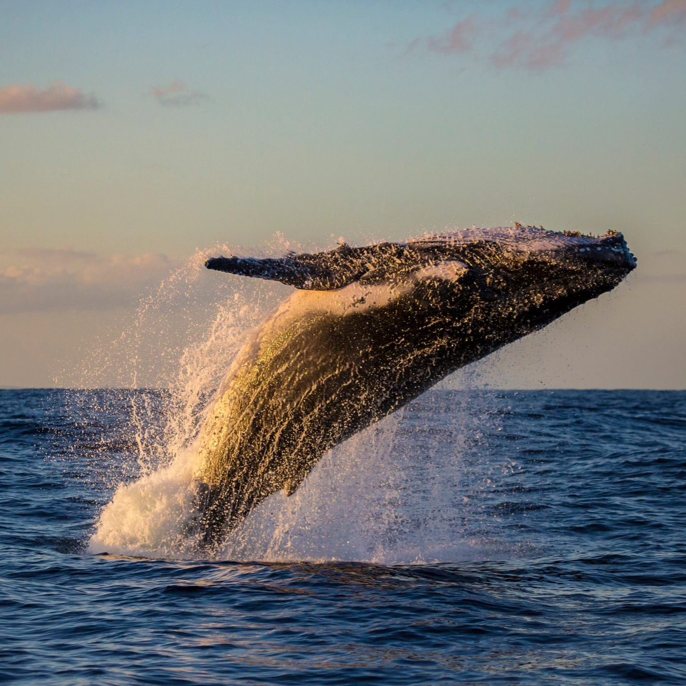 A Guide to Whale Watching in Australia: Where, When & How