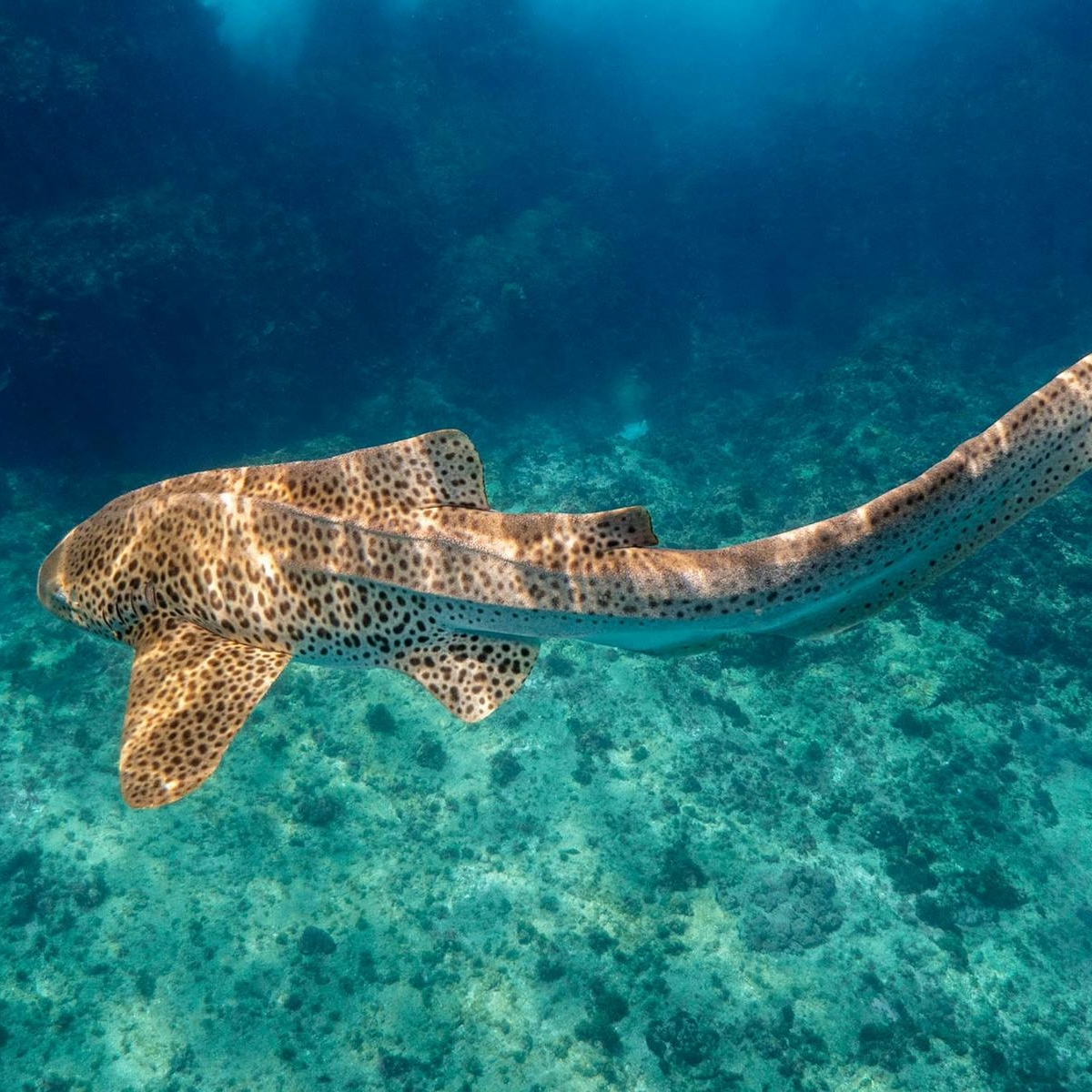 Wildlife of Byron Bay: What to See, Where and When
